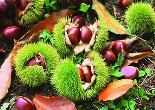 小型板栗保鮮冷庫安裝造價(jià)預(yù)算